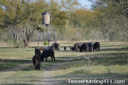 Hog Hunting in Texas