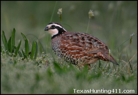 Quail Hunting and Management in Texas