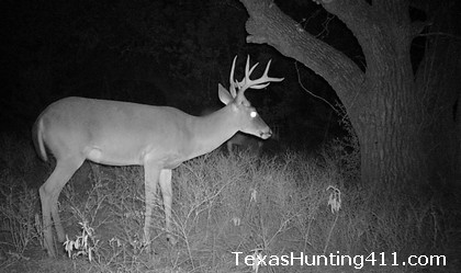 Texas Deer and Antler Regulations
