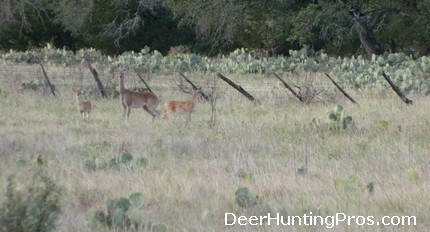 Deer Hunting Tips for Open Habitat