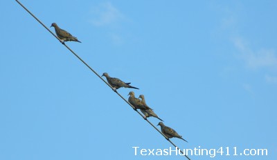 Dove Hunting in Texas 2013