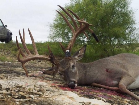 Big Buck Killed in Medina County Texas
