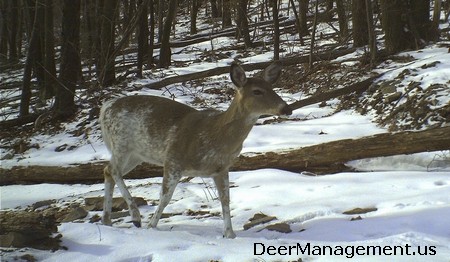 Whitetail Deer with Piebald Coloration