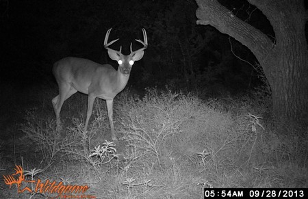 Trail Camera Deer Surveys for Hunting