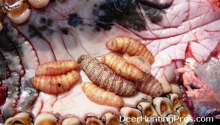 Fly Larvae (Maggots) in Deer Head and Mouth