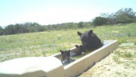 Black Bears in Texas