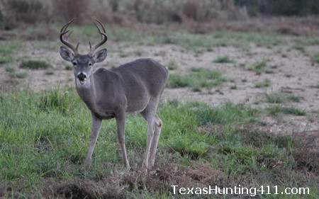 Whitetail Deer Density - The Right Number of Deer Per Acres of Habitat