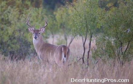 Deer Hunting Lampasas County Texas