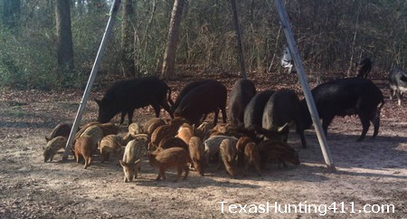 Controlling Wild Hogs in Texas - Is Sodium Nitrite the Answer?