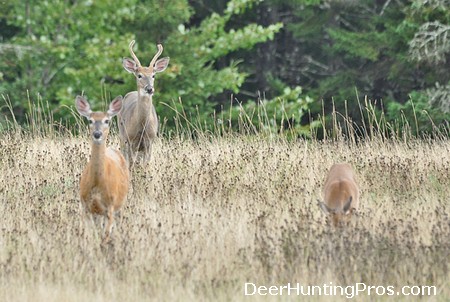 Can You Shoot Out a Deer Herd?