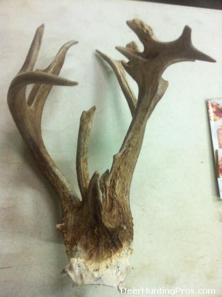Beamer Buck with Antlers Growing from Skull Plate