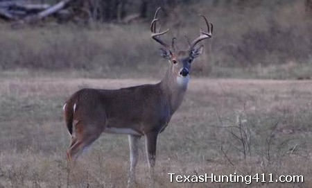 CWD in Texas