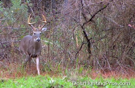 High Fence Deer Management and Hunting