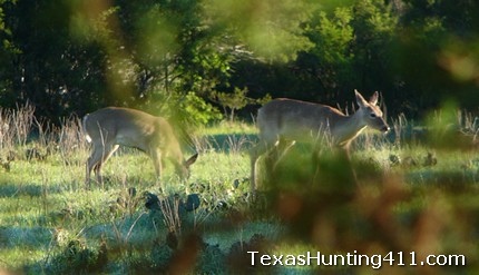 Texas Hunting: The Best Habitat for Whitetail Deer and Native Wildlife