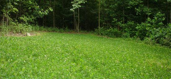 Warm Season Food Plots for Spring and Summer Plantings