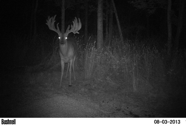 King: The Lee Buck is the Third Biggest Free-Range Buck in Texas History