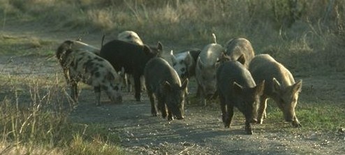 Hog Hunting in Texas