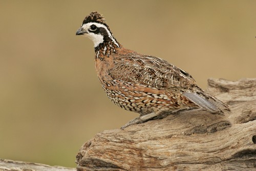 Bobwhite Quail in Texas