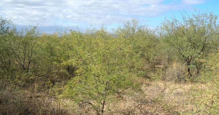 Mesquite Control for Better Hunting Lands