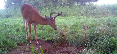 Minerals are Great Deer Attractants