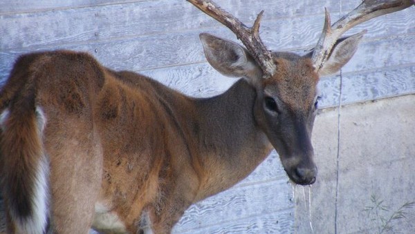 New CWD and Deer Movement Regulations