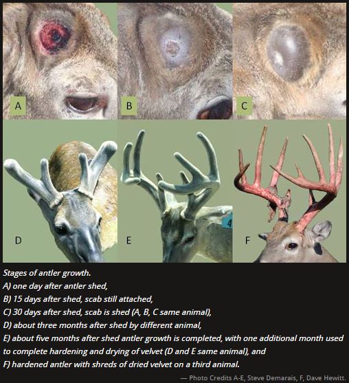 Antler Growth in White-tailed Deer Bucks