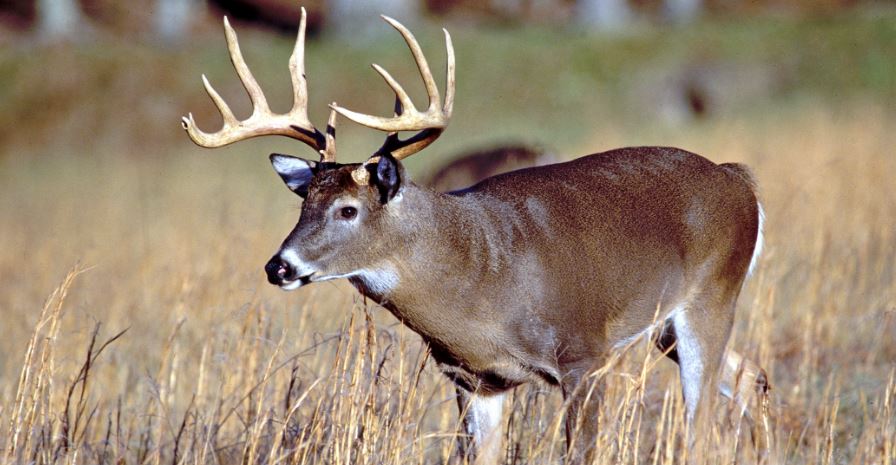 Quality Deer Management Workshop in Mississippi