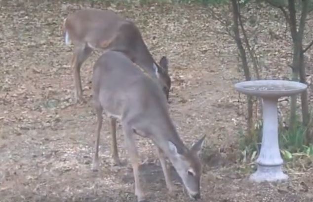 Managing Urban Deer Populations in Texas