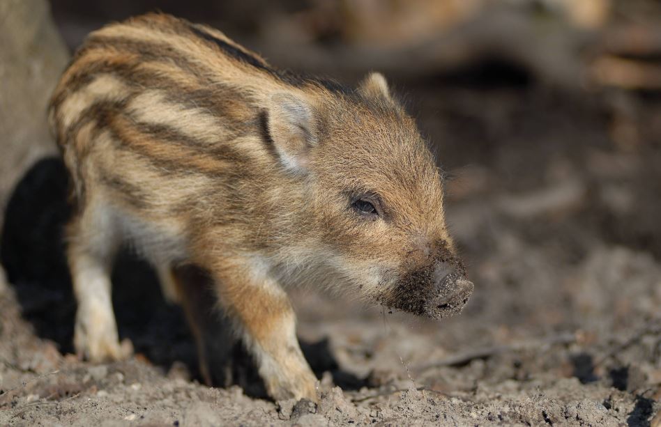 Feral Hog Control in Texas