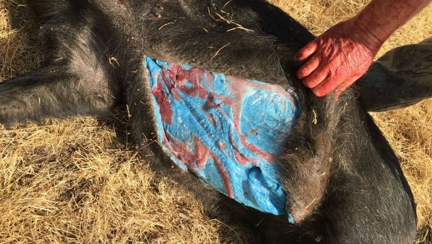 Warfarin Bait Turns Hog Fat Blue