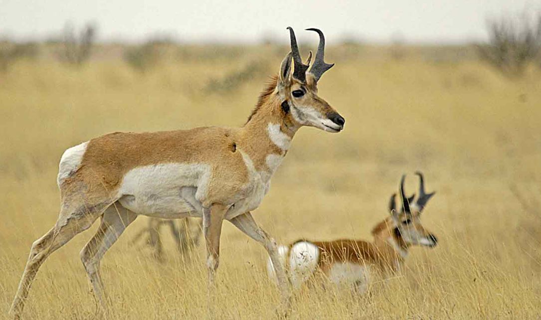 Pronghorn Populations Increase in Texas