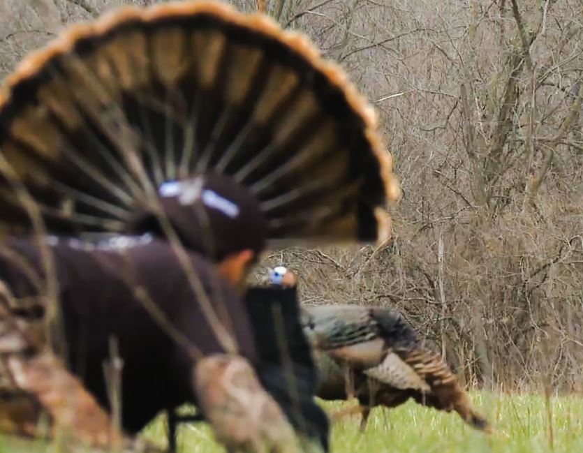 Turkey Hunting Decoy Tips