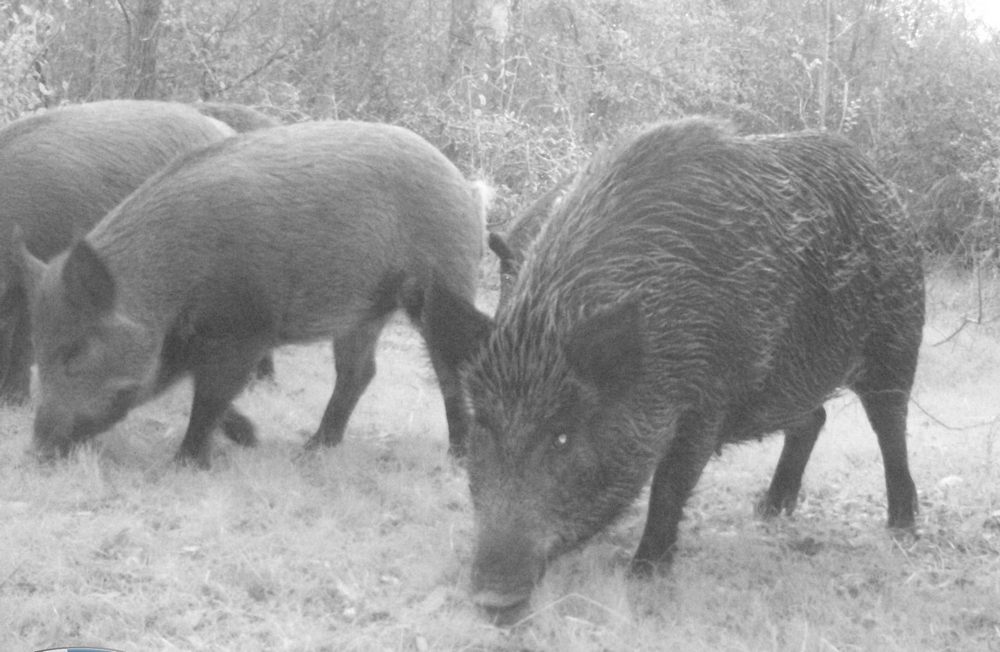 Kaput Hog Bait Pulled from Texas