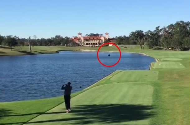 Flying Duck Hit by Golf Ball