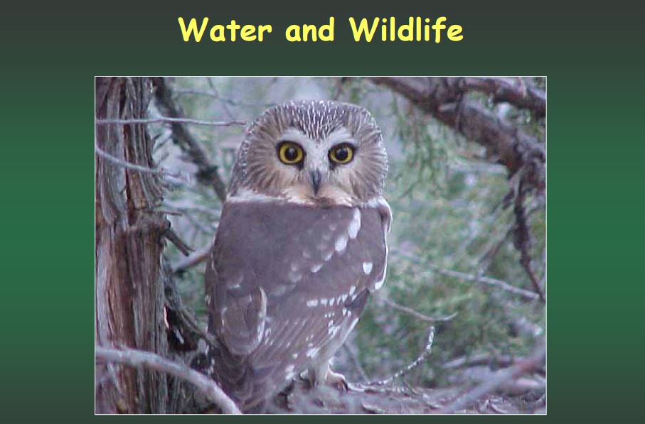 Water for Wildlife Slideshow