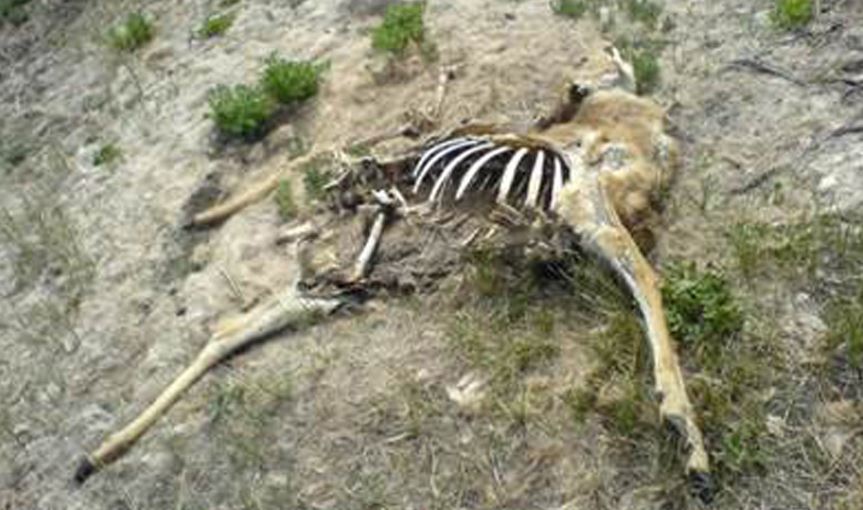 Anthrax in Ozona, Crockett County, Texas