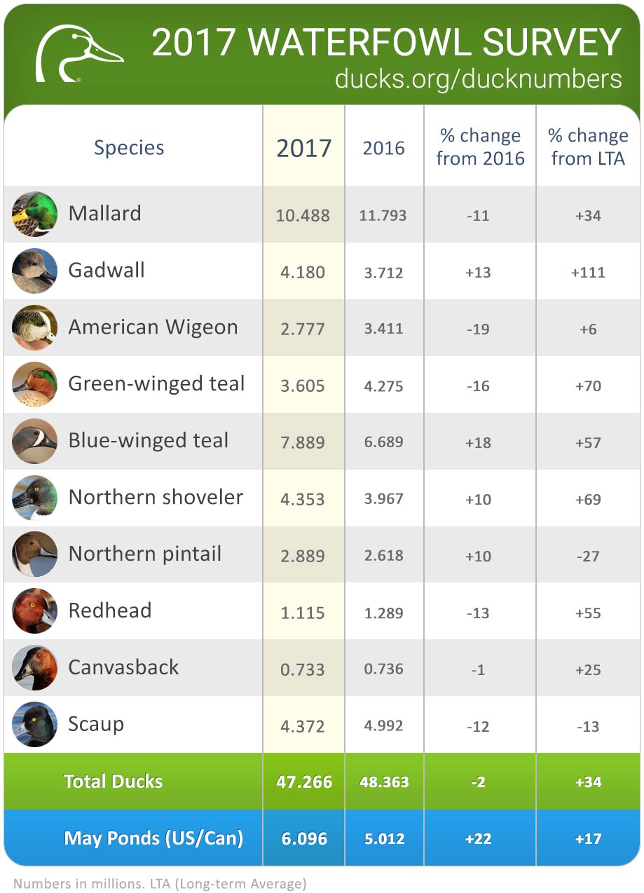 Duck Population Estimates Mean Good Hunting Forecast for 2017