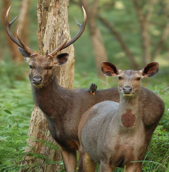 Sambar Deer Buck and Doe