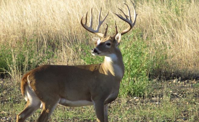 Deer Hunting Lease Contract