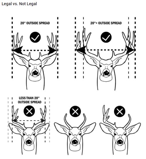 Mule Deer Antler Restrictions Texas