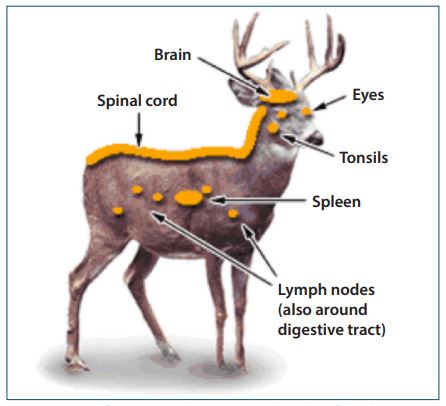 Properly dispose of these deer carcass parts