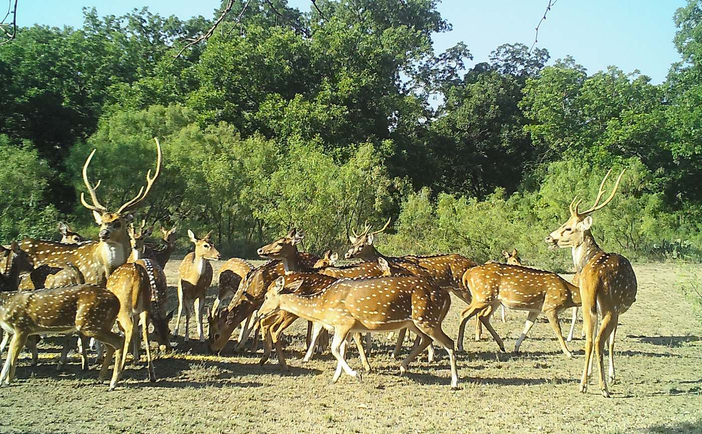 Texas Aims to Control Axis Deer Population