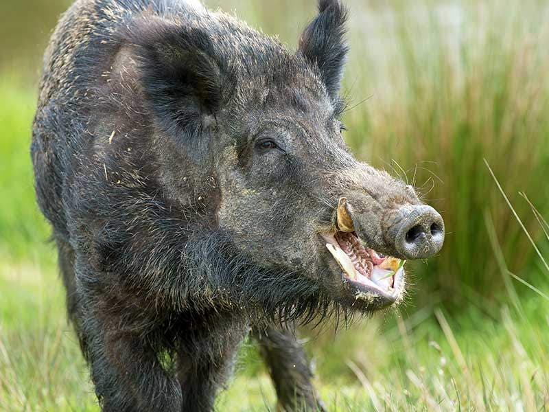 Wild Hogs Attack and Feral Hogs Kill