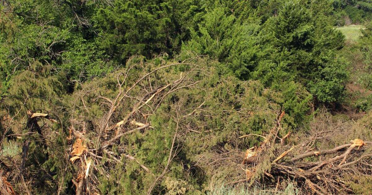 Control Cedar Trees by Grubbing and Cutting