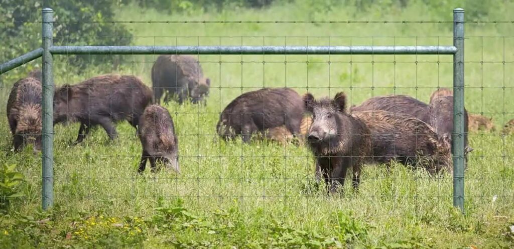 Best Fence to Keep Hogs Out: Fencing for Wild Pigs