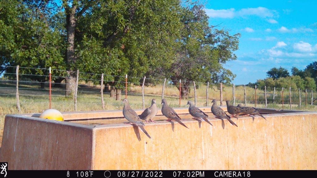 Check out these tips for dove hunting in Texas!