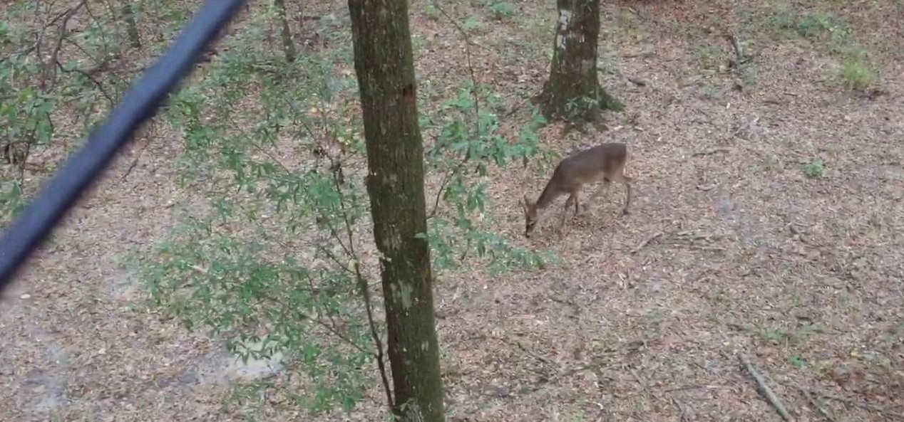 Can You Shoot More than One 13 Inch Buck in Texas?