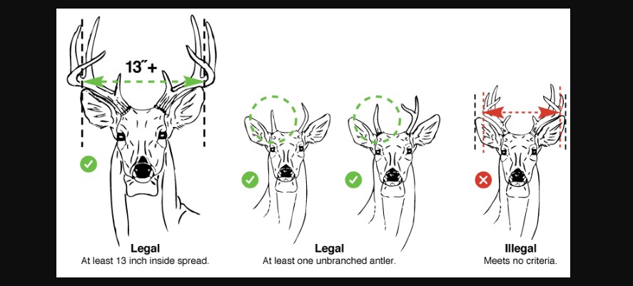 How Many 13 Inch Bucks Can You Shoot in Texas?