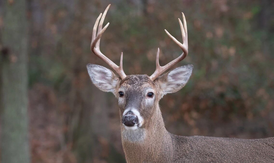 Texas Deer Hunting Antler Restrictions