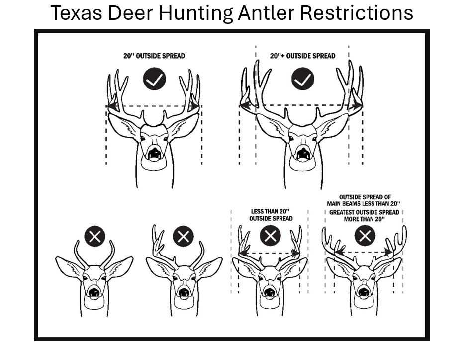 Texas Antler Restrictions for White-tailed Deer Hunting